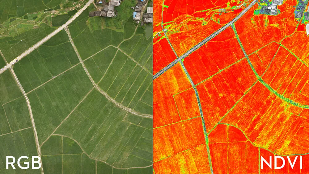 Aerial multispectral NDVI crop-health rendering of UAE farmland